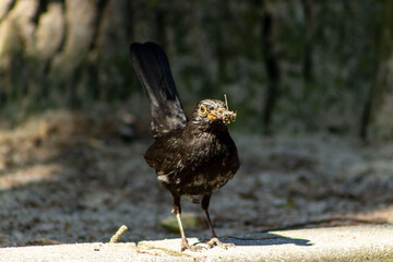 A young blackbird in the park with a worm in its beak. A bird with food in its beak. Bird detail, blackbird, Bird watching, bird shot,