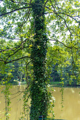A trunk in a park overgrown with ivy. Ivy growing on a tree trunk. Nature and lake in the background. Water level, river, lake, nature, season.