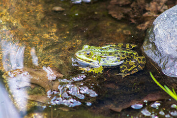 Green frog in the water near the stone. A frog resting in a pond near a stone. Frog, water, pond, stone, amphibian. Nature, frog in water