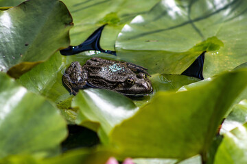 A frog resting in a garden pond on water lily leaves. Frog in water, water lily leaves. Nature, frog, amphibian, season.