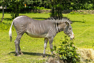 A zebra captured from the side in a zoo exhibit. Zebra in a grass paddock on a sunny day. Zebra, zoo, animal, stripes, striped.