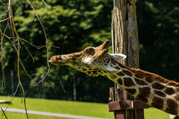 Detail of a giraffe's head while eating twigs. Giraffe being fed in the zoo. Giraffe portrait, head, animal, tall. A giraffe with its tongue sticking out while nibbling on a branch