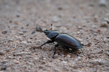 Lucanus cervus