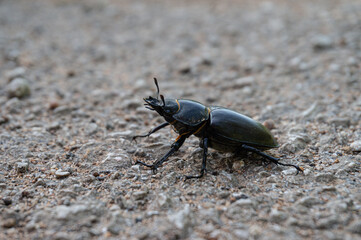 Lucanus cervus