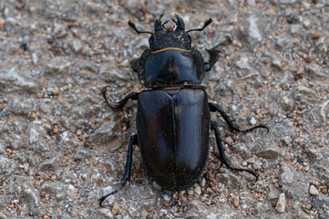 Lucanus cervus