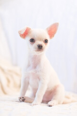  close up of cute funny dog chihuahua puppy on sofa.
