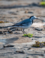 A White wagtail Bird walking on concrete floor beside a river 
