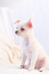  close up of cute funny dog chihuahua puppy on sofa.