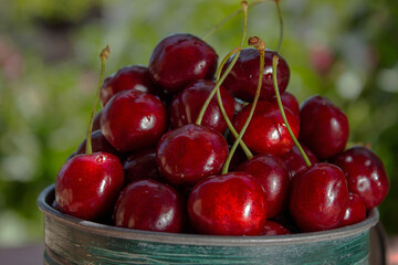Fresh cherries straight from the garden, in green dishes, against a background of green leaves, the concept of healthy eating