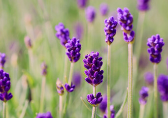 Fototapeta premium Purple lavender in close-up. Selective focus.
