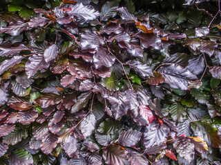 Copper beech hedge leaves. Purple red background wallpaper design