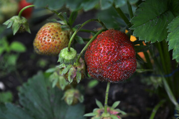 strawberry bush in the garden bed. Green strawberries and ripe red berries. Strawberry ripening time