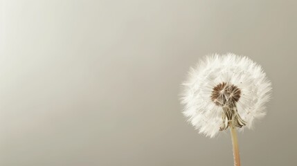 Single dandelion seed head on a beige background. Nature and growth concept