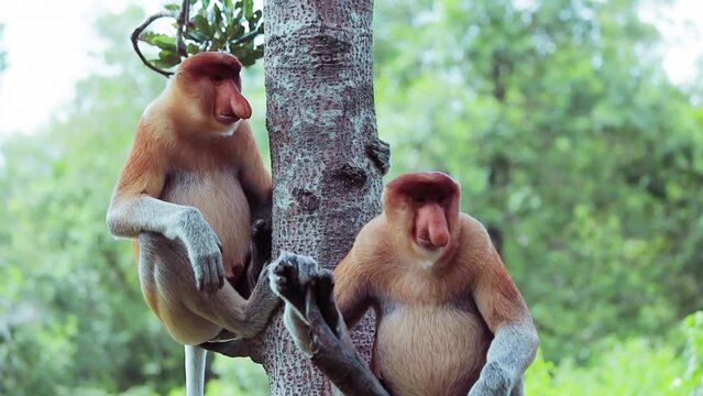 Proboscis Monkey in Borneo rainforest sitting on the tree Sandakan Malaysia