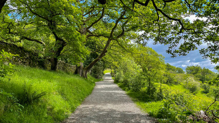 Fototapeta premium green pathway forest park England