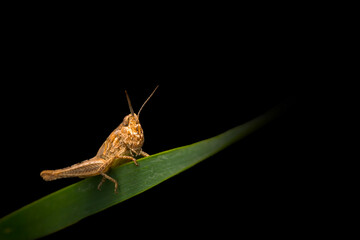 Close-up photo of grasshopper. Nature background. 