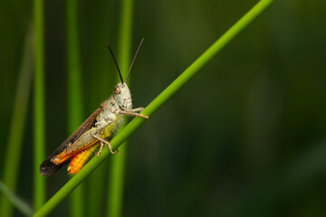 Close-up photo of grasshopper. Nature background. 