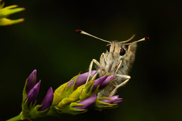 Butterfly. Spialia orbifer. Orbed Red underwing Skipper. Nature background. 