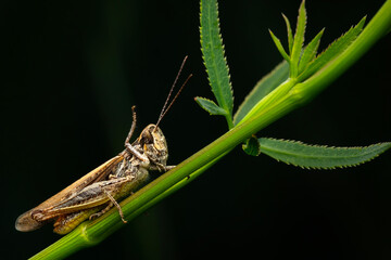 Close-up photo of grasshopper. Nature background. 