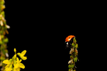 Ladybird. Black nature background. Plant: Melilotus officinalis. Sweet yellow clover.
