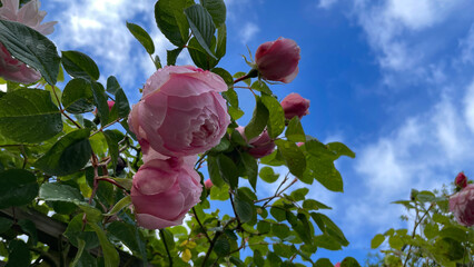 pink roses flower and blue sky  © Nicole Almendrada