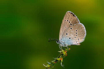 Polyommatus semiargus. Mazarine Blue. Green nature background. 
