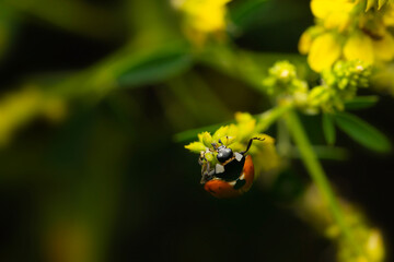 Ladybird. Black nature background. Plant: Melilotus officinalis. Sweet yellow clover.