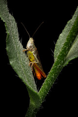Close-up photo of grasshopper. Nature background. 
