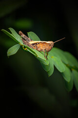 Close-up photo of grasshopper. Nature background. 