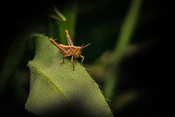Close-up photo of grasshopper. Nature background. 
