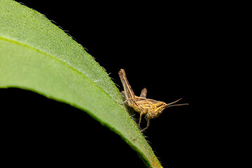 Close-up photo of grasshopper. Nature background. 