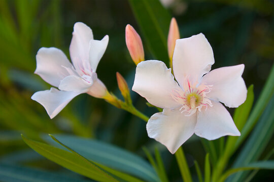 A close-up of a white oleander flower on a bush in the garden. Branch of blossoming oleander