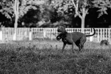 Portrait of a purebred American Pit Bull Terrier dog. Black and white photo.