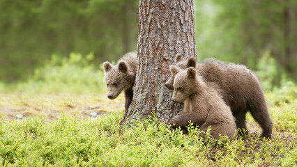 Three brown bear cubs are standing next to a big pine tree