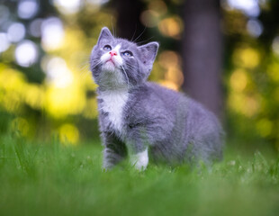 Obraz premium Gray and white kitten in green grass in a yard