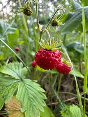 Red strawberries on green stems with leaves. Green bouquet of ripe wild berries.