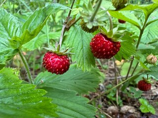Red strawberries on green stems with leaves. Green bouquet of ripe wild berries.
