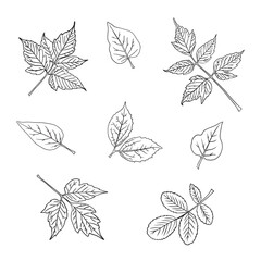 Set of leaves of different trees. Hand drawing. Sketch, design elements.