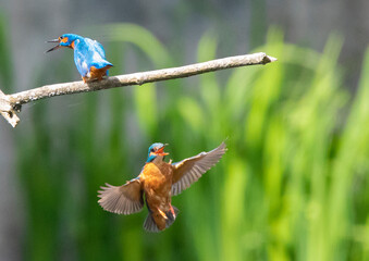 Kingfishers: expert and agile fishermen