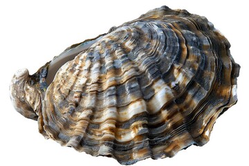 Close-up of a beautifully textured seashell with intricate patterns and coloration, isolated on a white background.