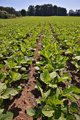 close-up numa linha de plantação de soja