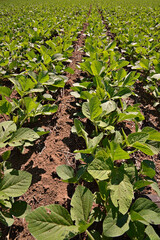 Close-up plantação de soja