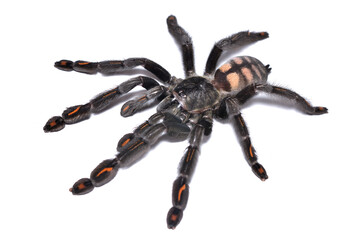 Closeup of a female of the Venezuelan suntiger spider Psalmopoeus irminia, a common pet tarantula originating from Venezuela, Guyana and Brazil photographed on white background.