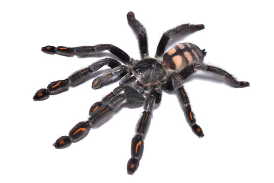 Closeup of a female of the Venezuelan suntiger spider Psalmopoeus irminia, a common pet tarantula originating from Venezuela, Guyana and Brazil photographed on white background.