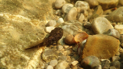 Unterwasseraufnahme von einer Frosch Kaulquappe in einem See 