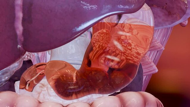 Human Stomach Anatomy Digestion, esophagus abdomen gastric with acid digestive, stomach wall contraction, internal organ, Gastric gut, process of break down the food, nutrition concept, 3D reander