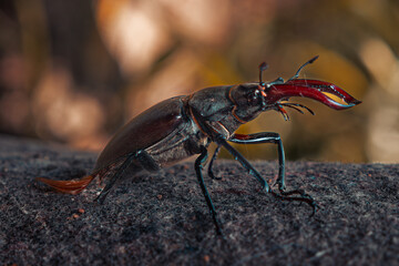 stag beetle on a wood