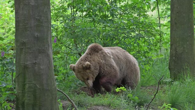 Brown bear covering prey with leaves, soil, grass and forest debris in thicket of wood to return later to the cache to feed on the decomposing carcass