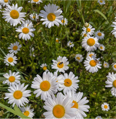 Fototapeta premium in May, daisies bloomed in the country