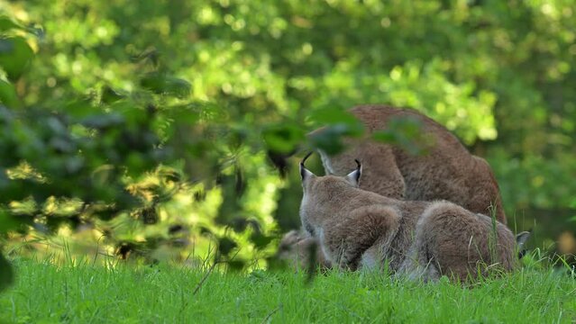 Eurasian lynx (Lynx lynx) female and two juveniles play fighting in meadow at forest edge